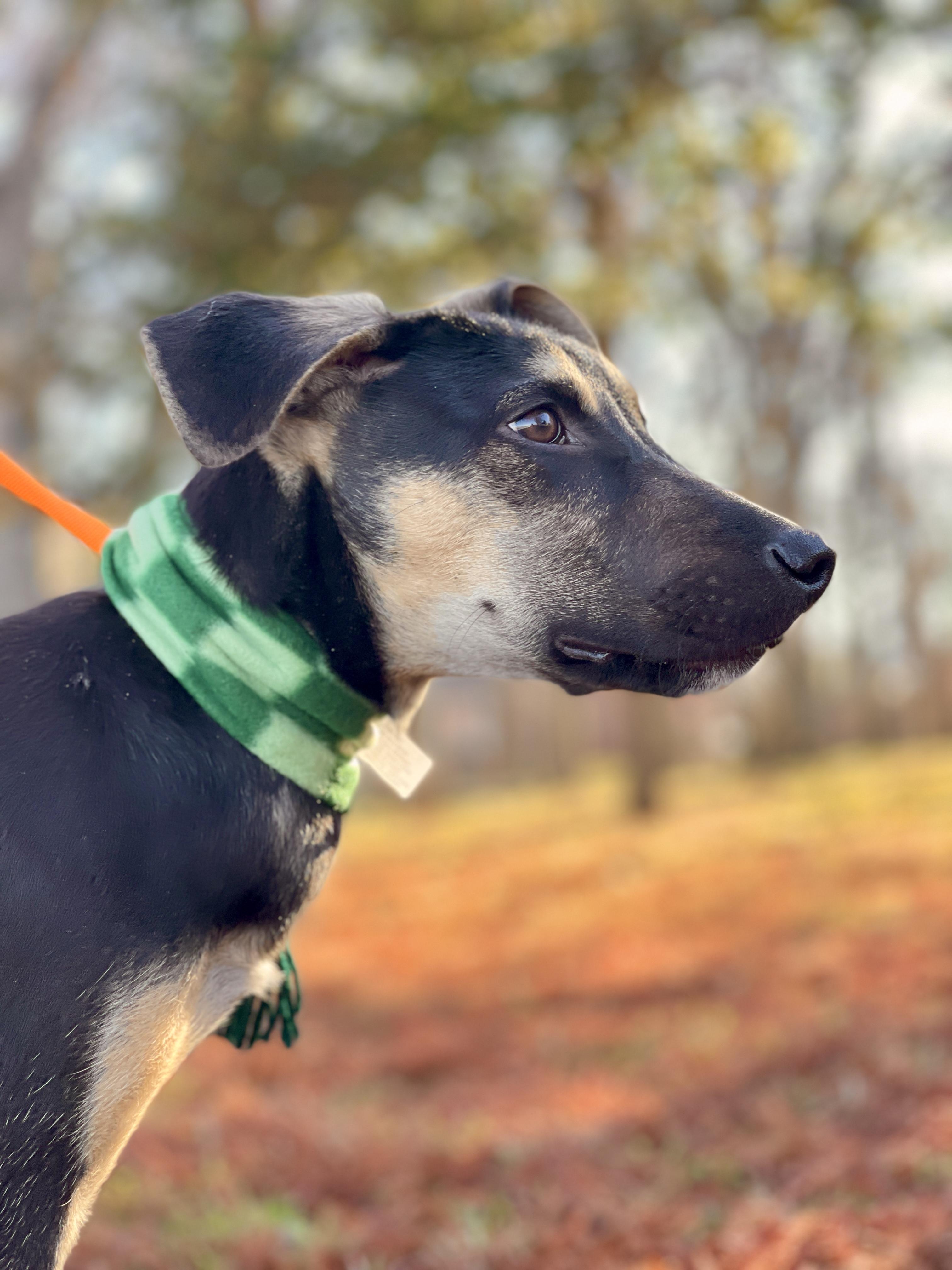 Owen Wilson, a Adoptable Shepherd in Keller, TX image 3/6