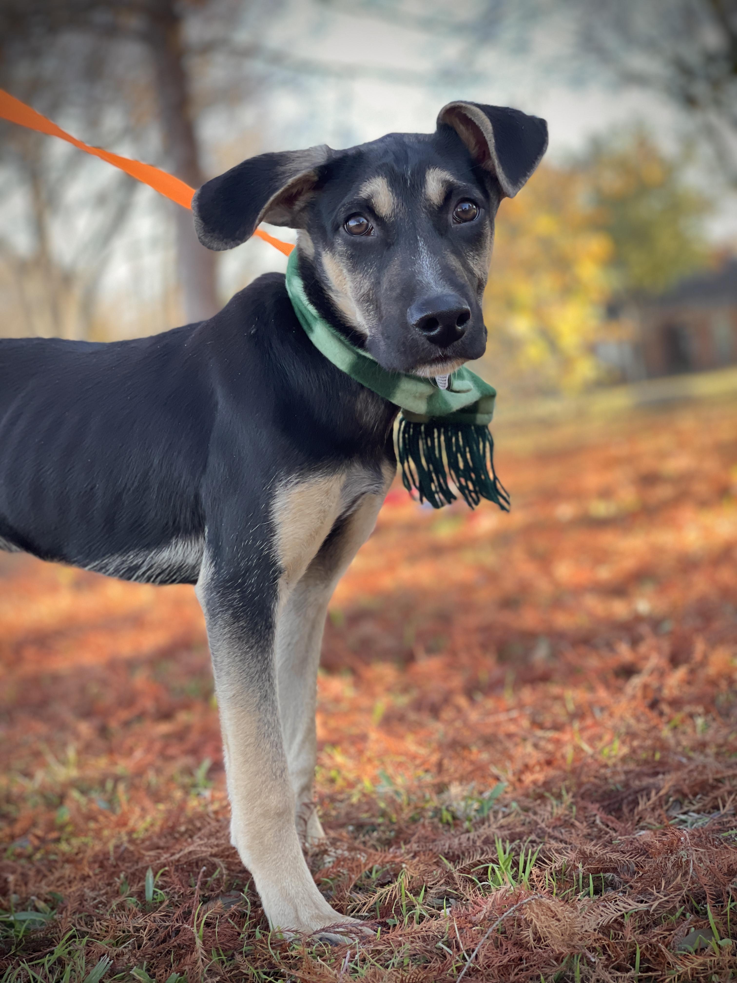 Owen Wilson, a Adoptable Shepherd in Keller, TX image 1/6