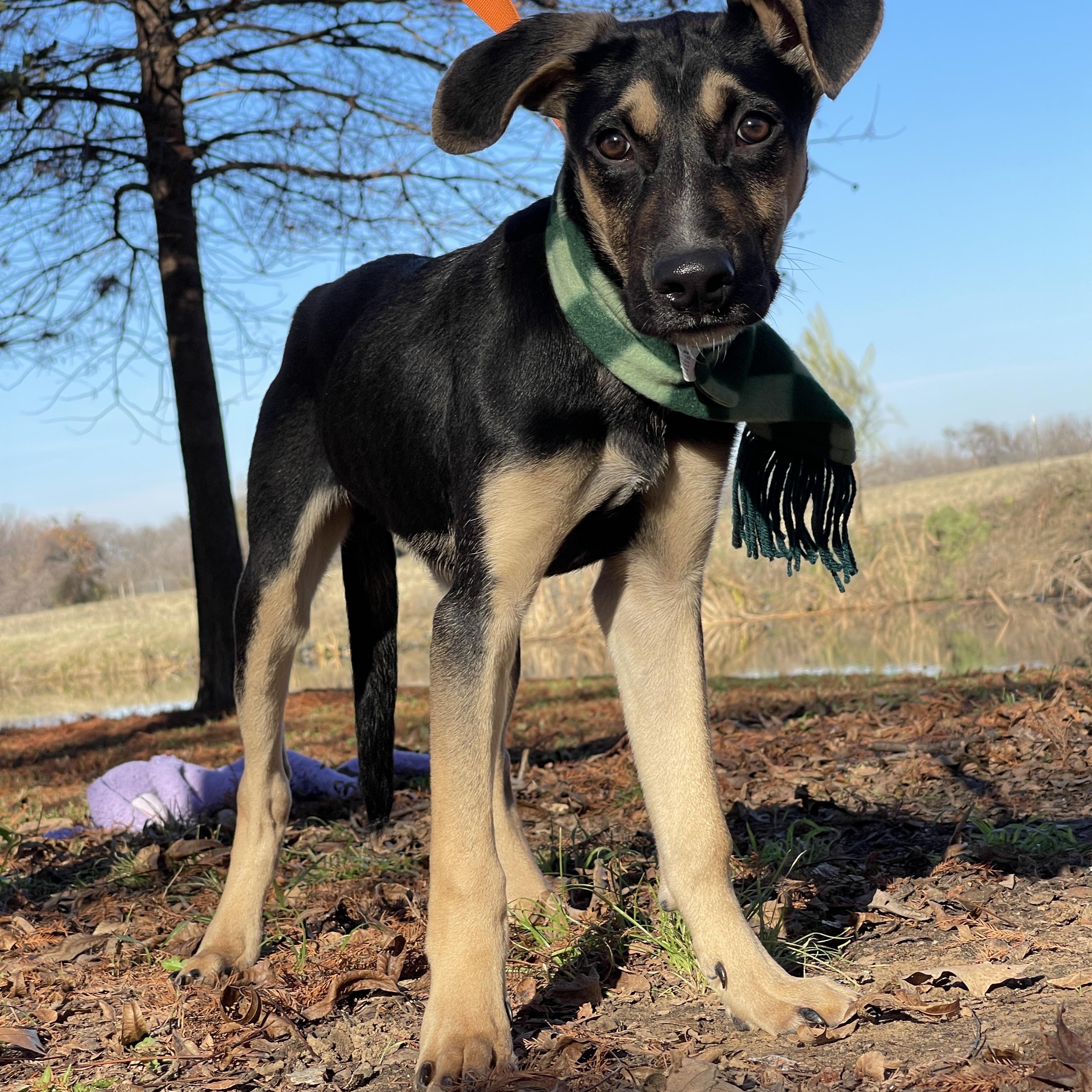 Owen Wilson, a Adoptable Shepherd in Keller, TX image 4/6