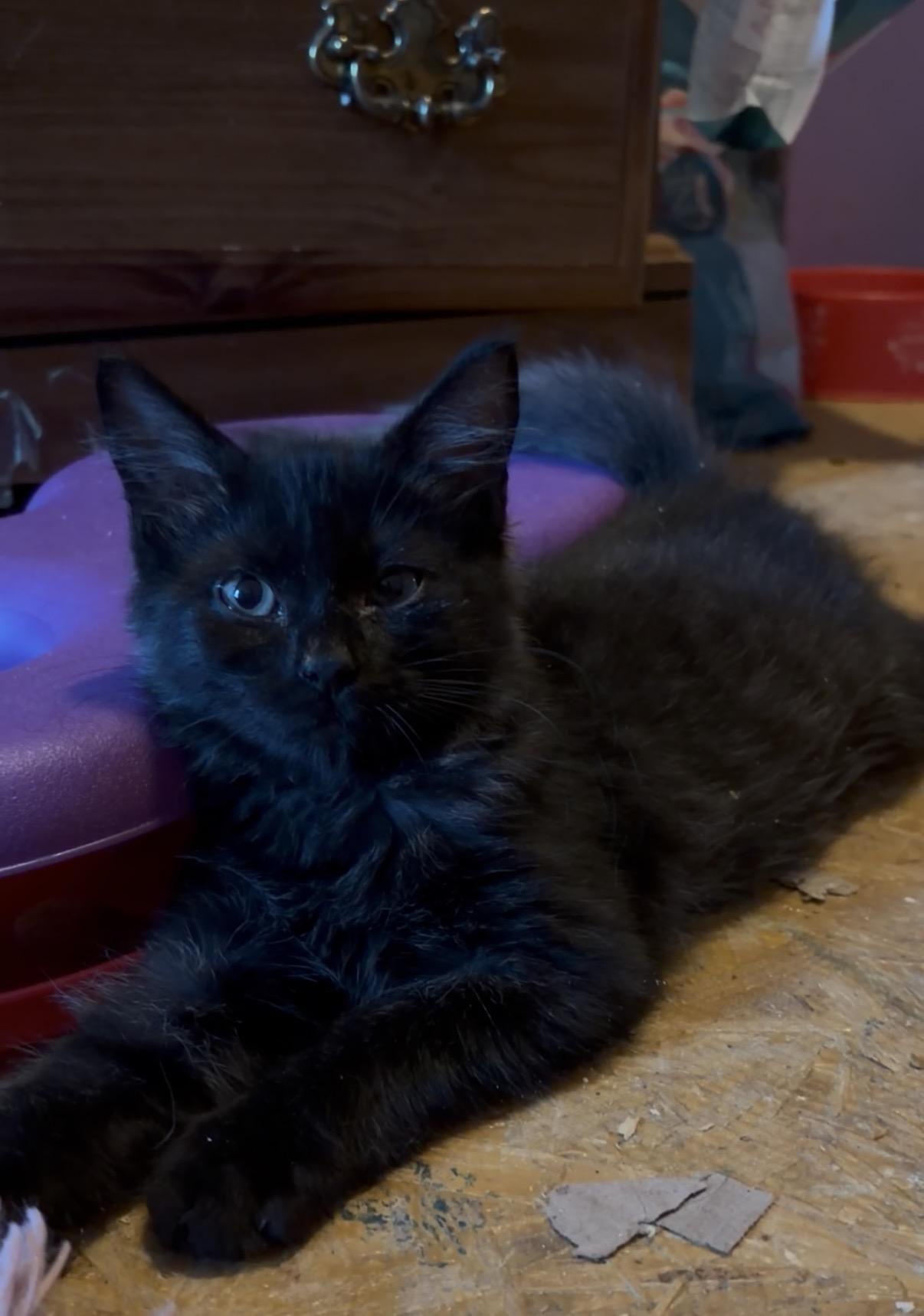 Ella, adopted, Kitten Female Domestic Long Hair & Tortoiseshell.