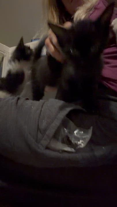 Enlarge Ella, an adopted mixed breed in Newark valley, NY video 3/5