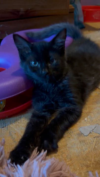 Enlarge Ella, an adopted mixed breed in Newark valley, NY video 2/5