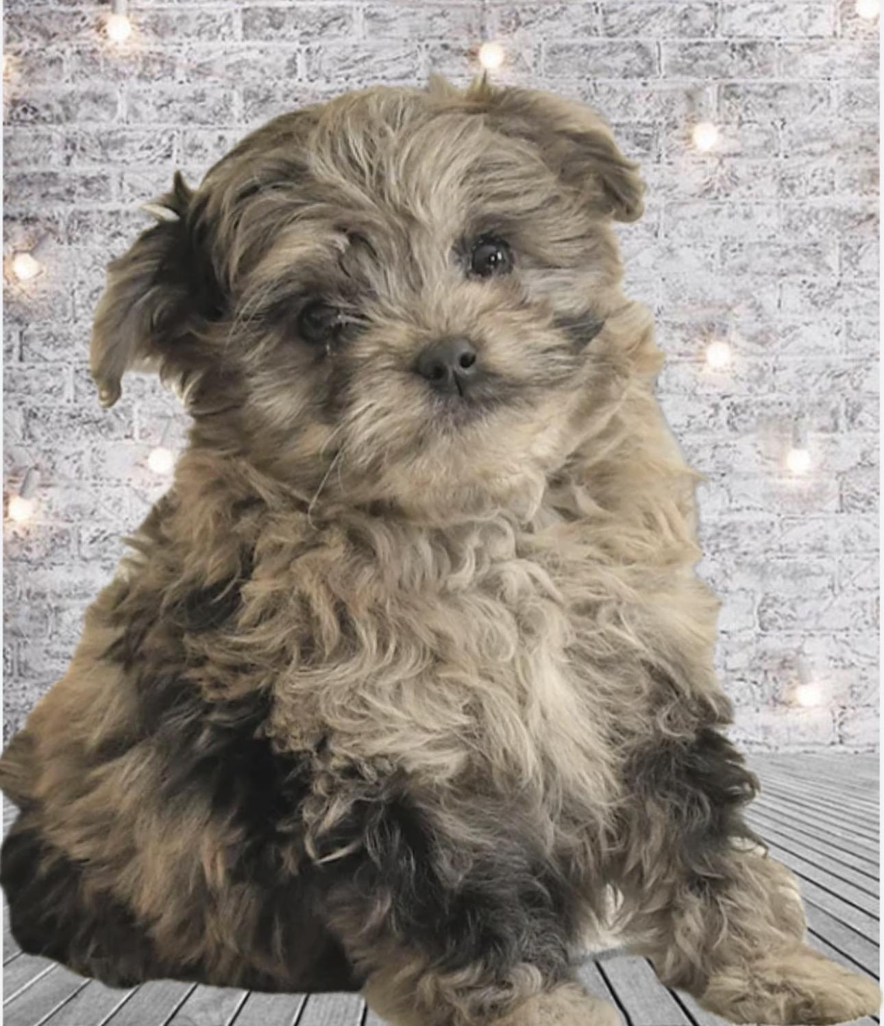 Pepper, adopted, Puppy Female Goldendoodle & Miniature Poodle.