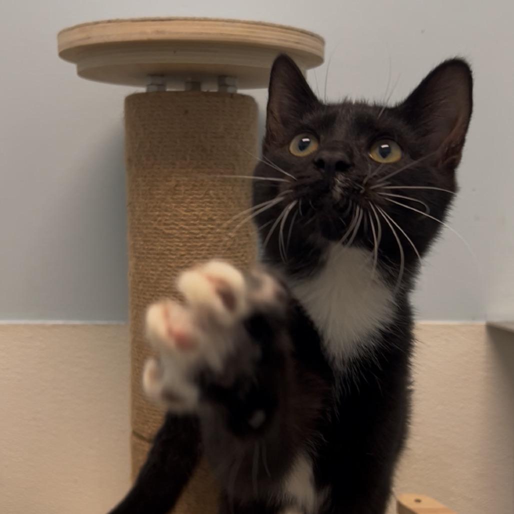 Mermaid Man, Adoptable, Young Male Domestic Short Hair.