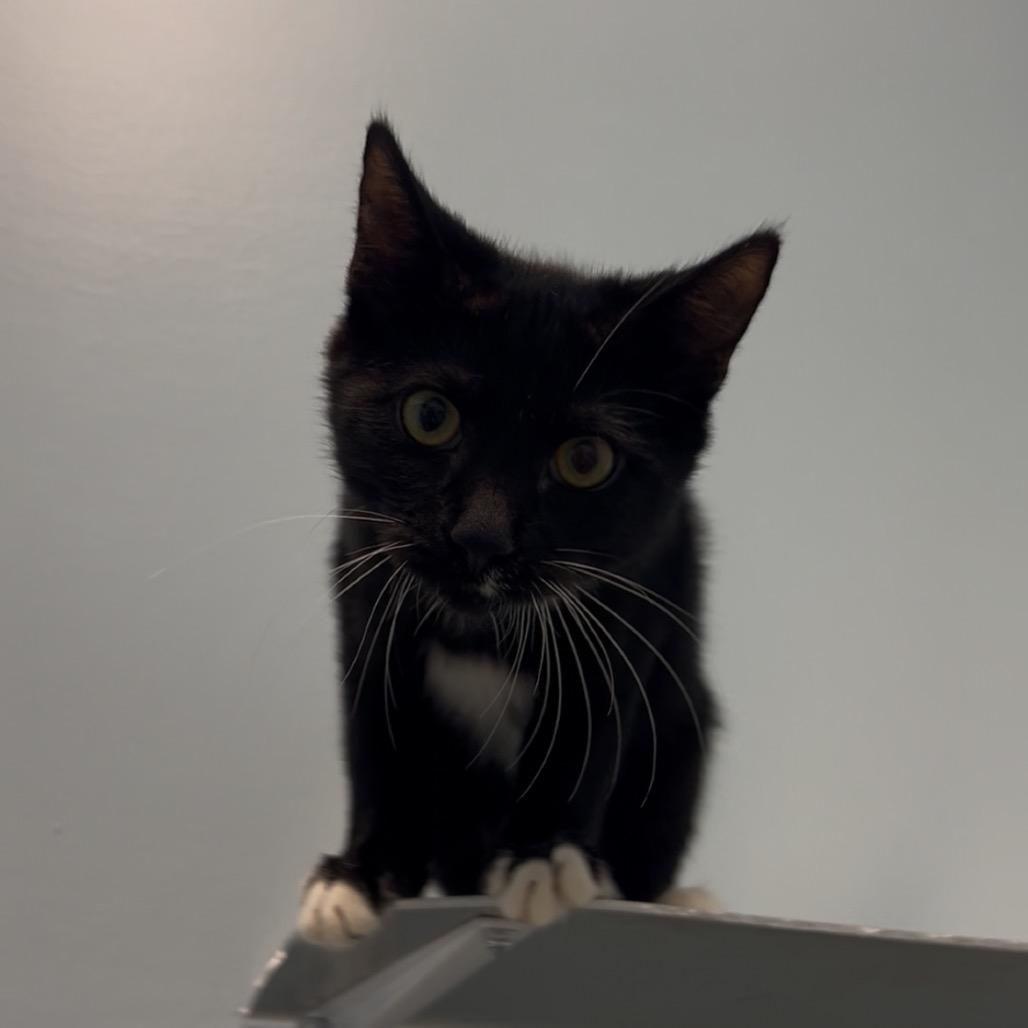 Mermaid Man, Adoptable, Young Male Domestic Short Hair.