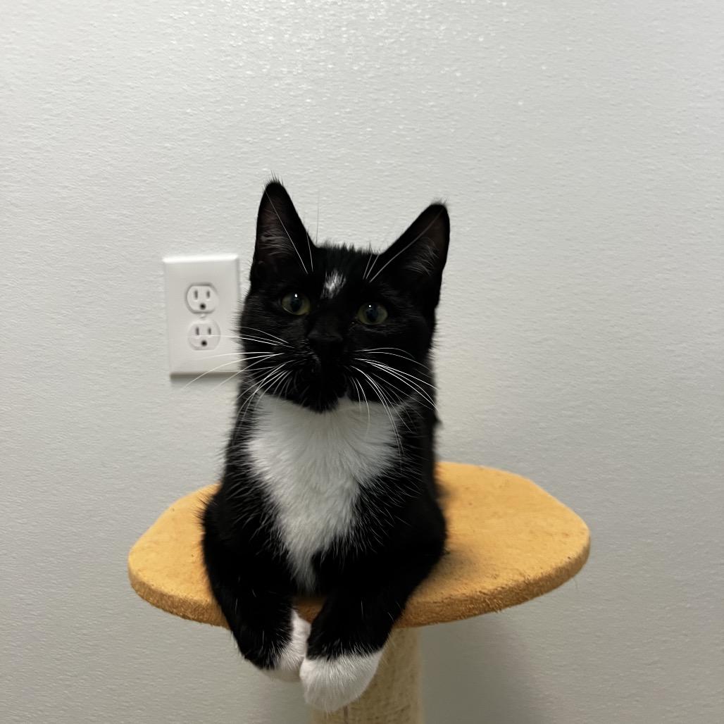 Mermaid Man, a Adoptable mixed breed in Winchester, TN image 2/6