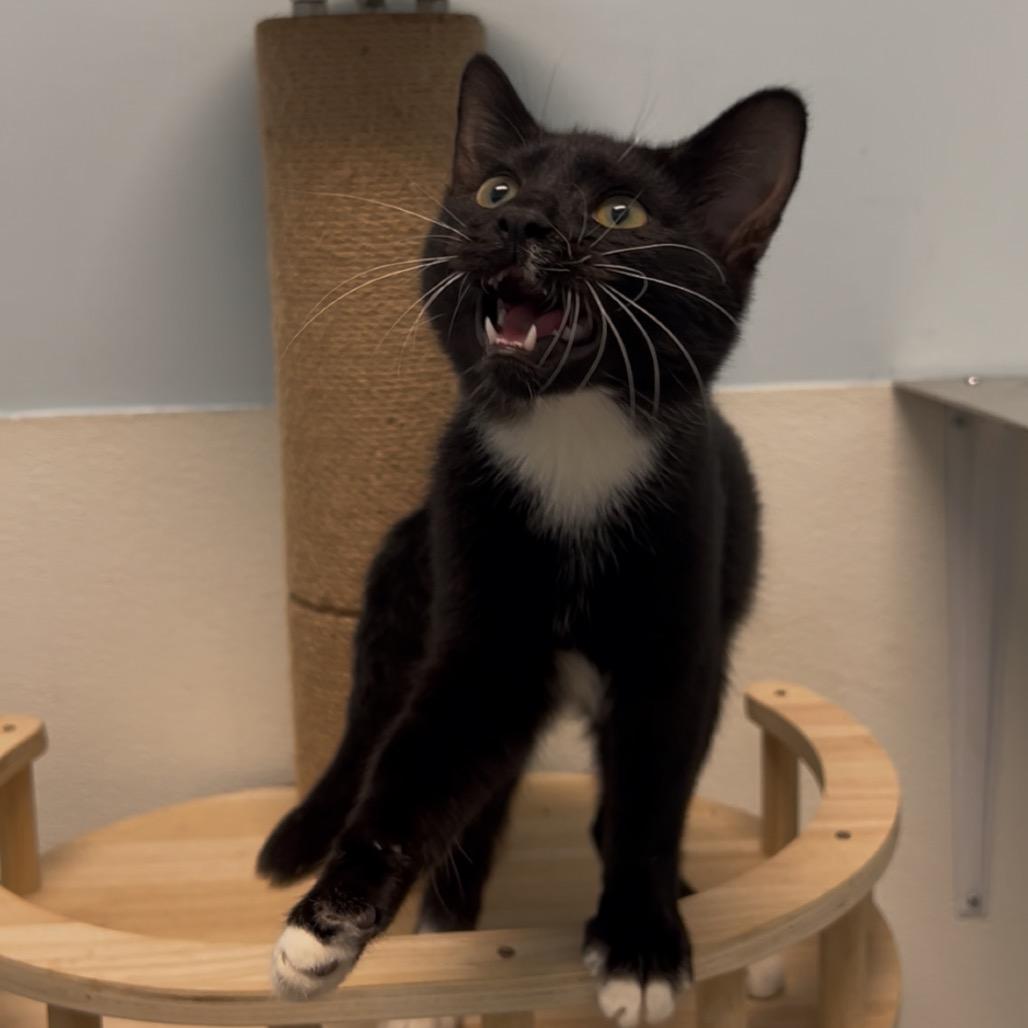 Mermaid Man, a Adoptable mixed breed in Winchester, TN image 4/6