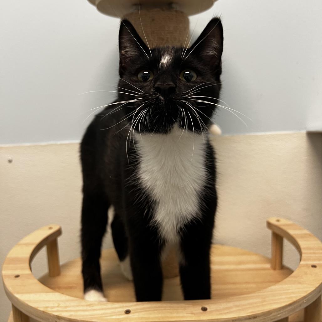 Mermaid Man, a Adoptable mixed breed in Winchester, TN image 6/6