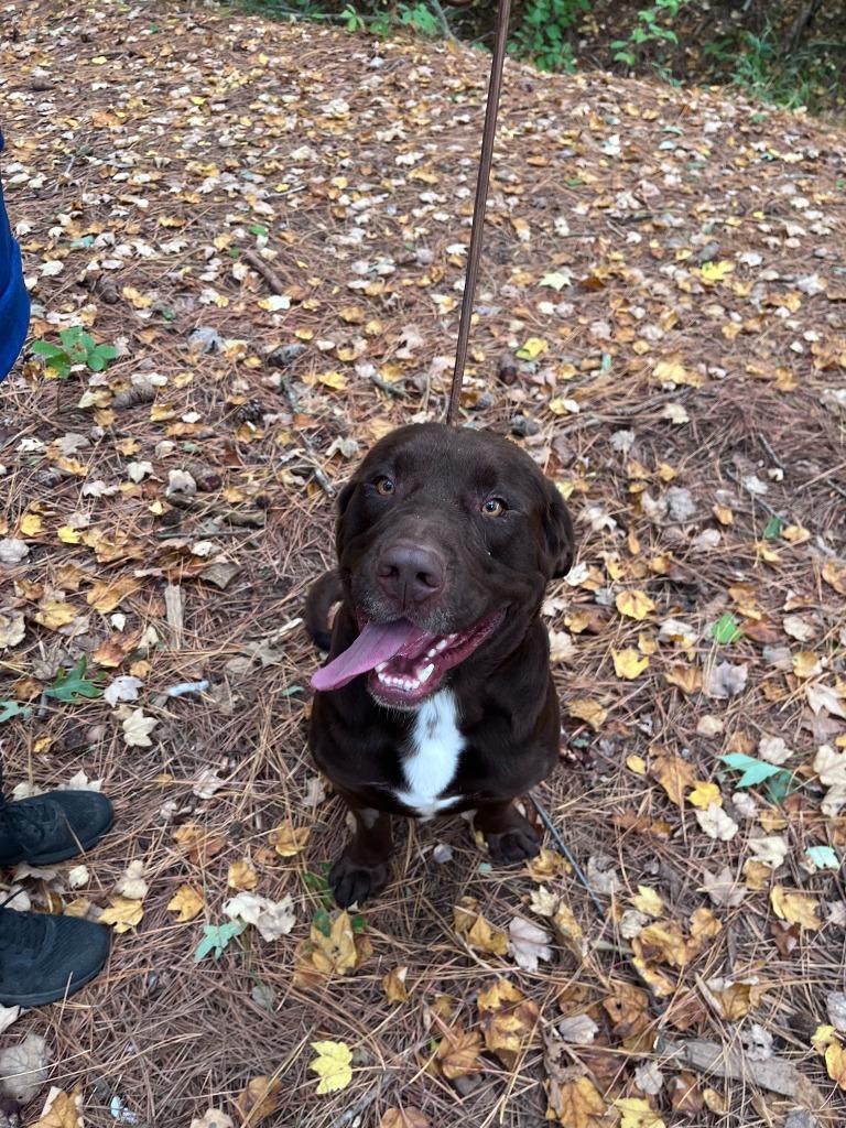 Enlarge Bru Bru, a Adoptable mixed breed in Cambridge, MD image 1/1