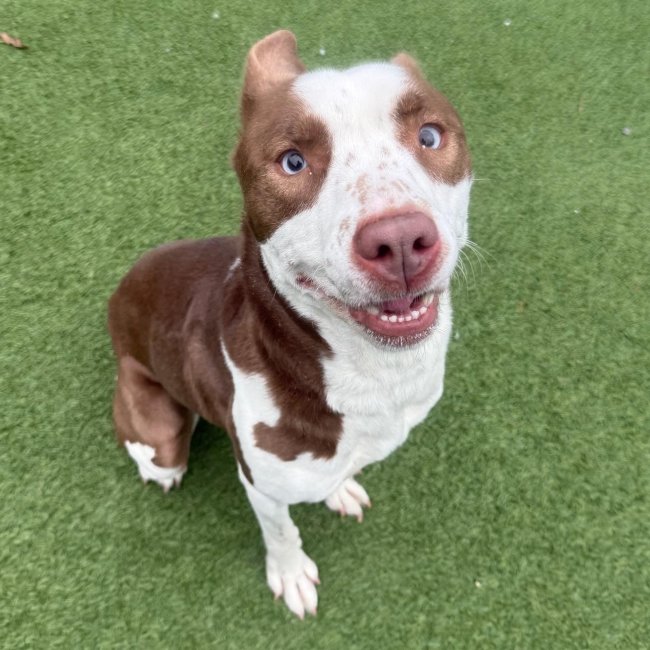 Nana, a Adoptable mixed breed in Groton, CT image 1/5