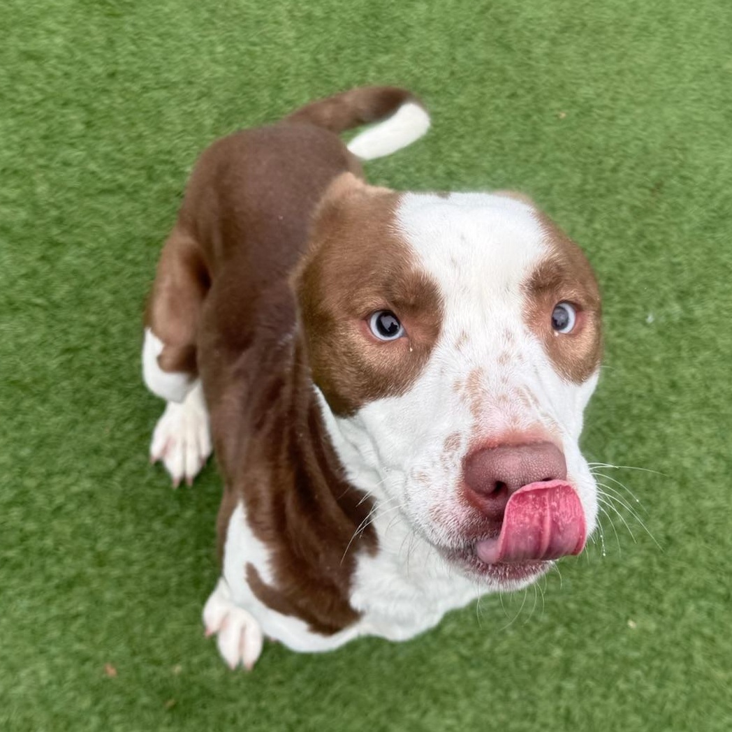 Nana, a Adoptable mixed breed in Groton, CT image 2/5