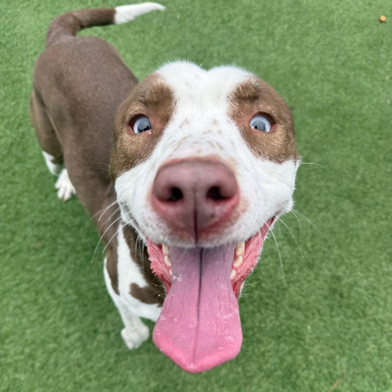 Nana, a Adoptable mixed breed in Groton, CT image 3/5