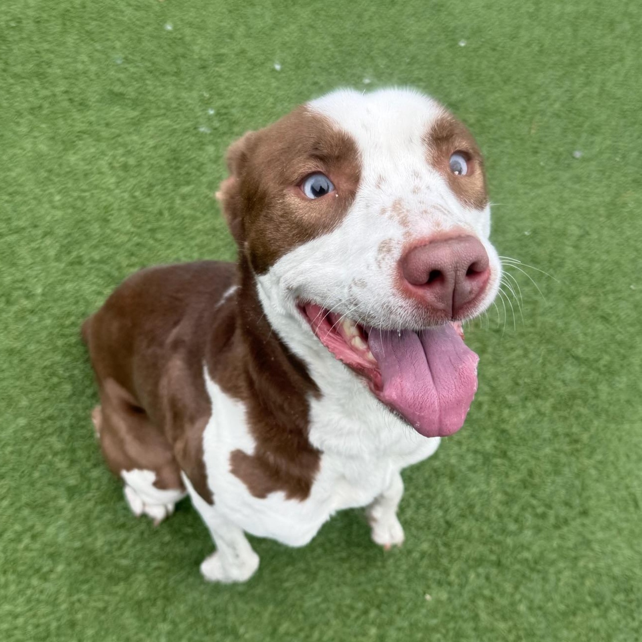 Nana, a Adoptable mixed breed in Groton, CT image 4/5