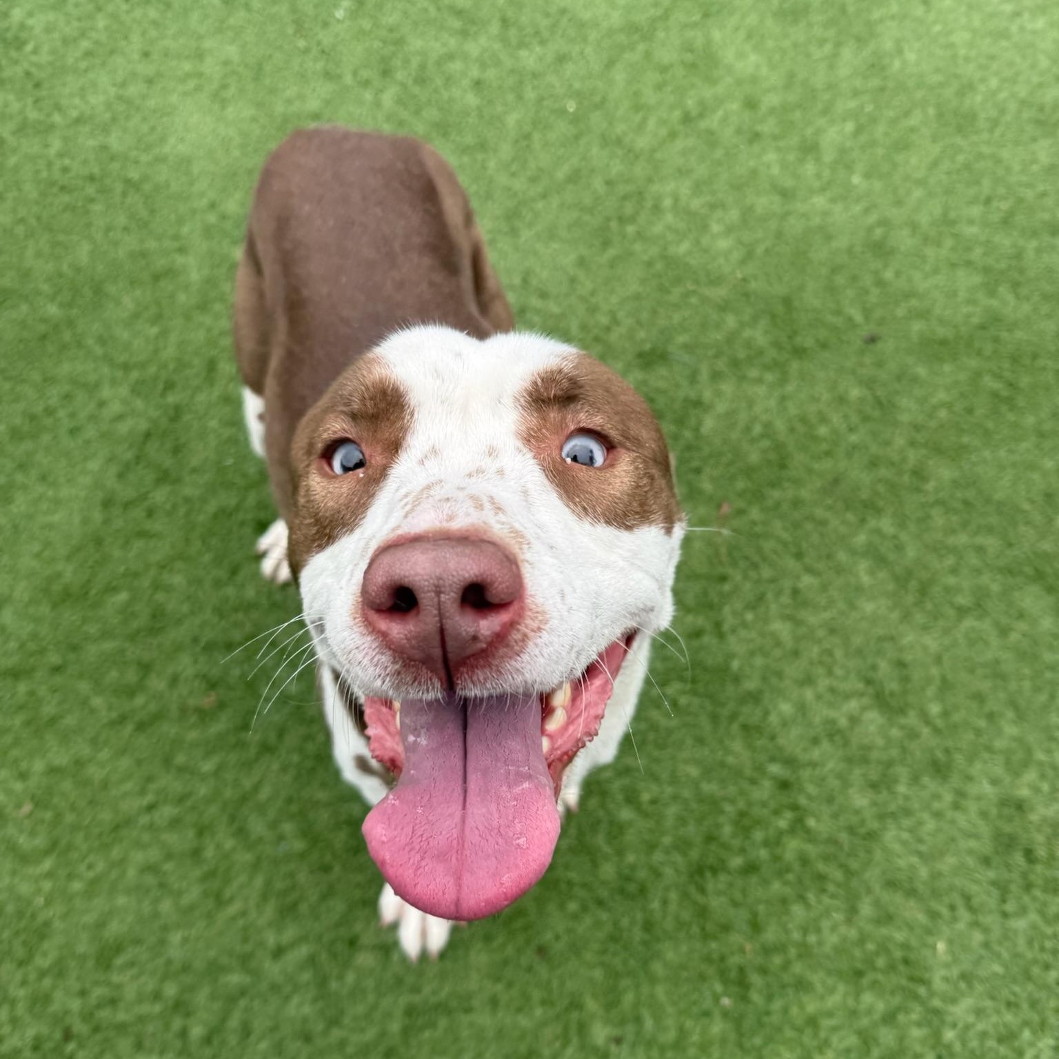 Nana, a Adoptable mixed breed in Groton, CT image 5/5