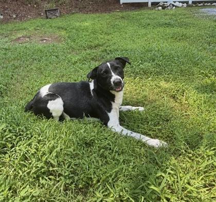 Enlarge Goose, a Adoptable mixed breed in Dahlonega, GA image 1/1