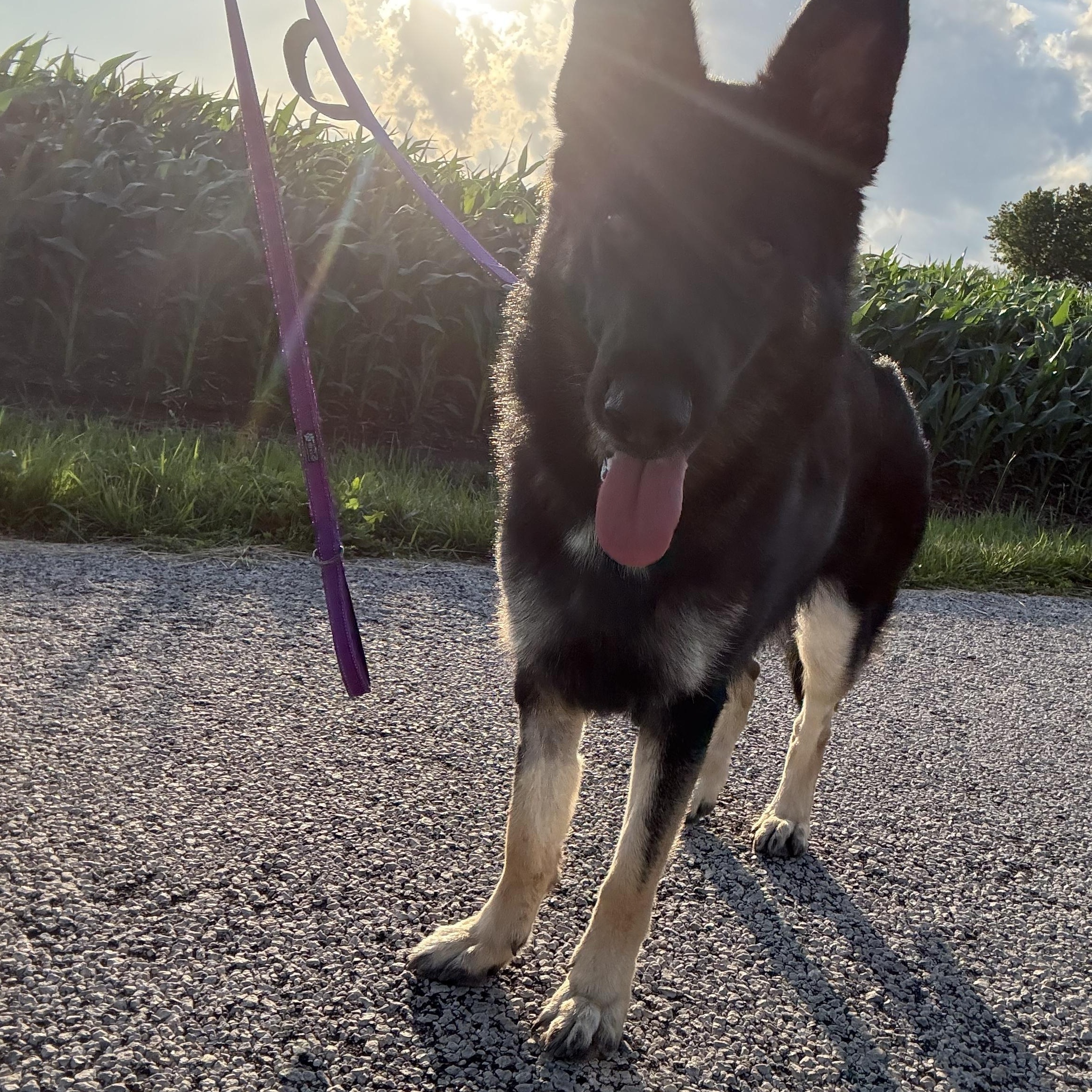 Enlarge Fendi, a ADOPTABLE German Shepherd Dog in Hiawatha, KS image 5/5