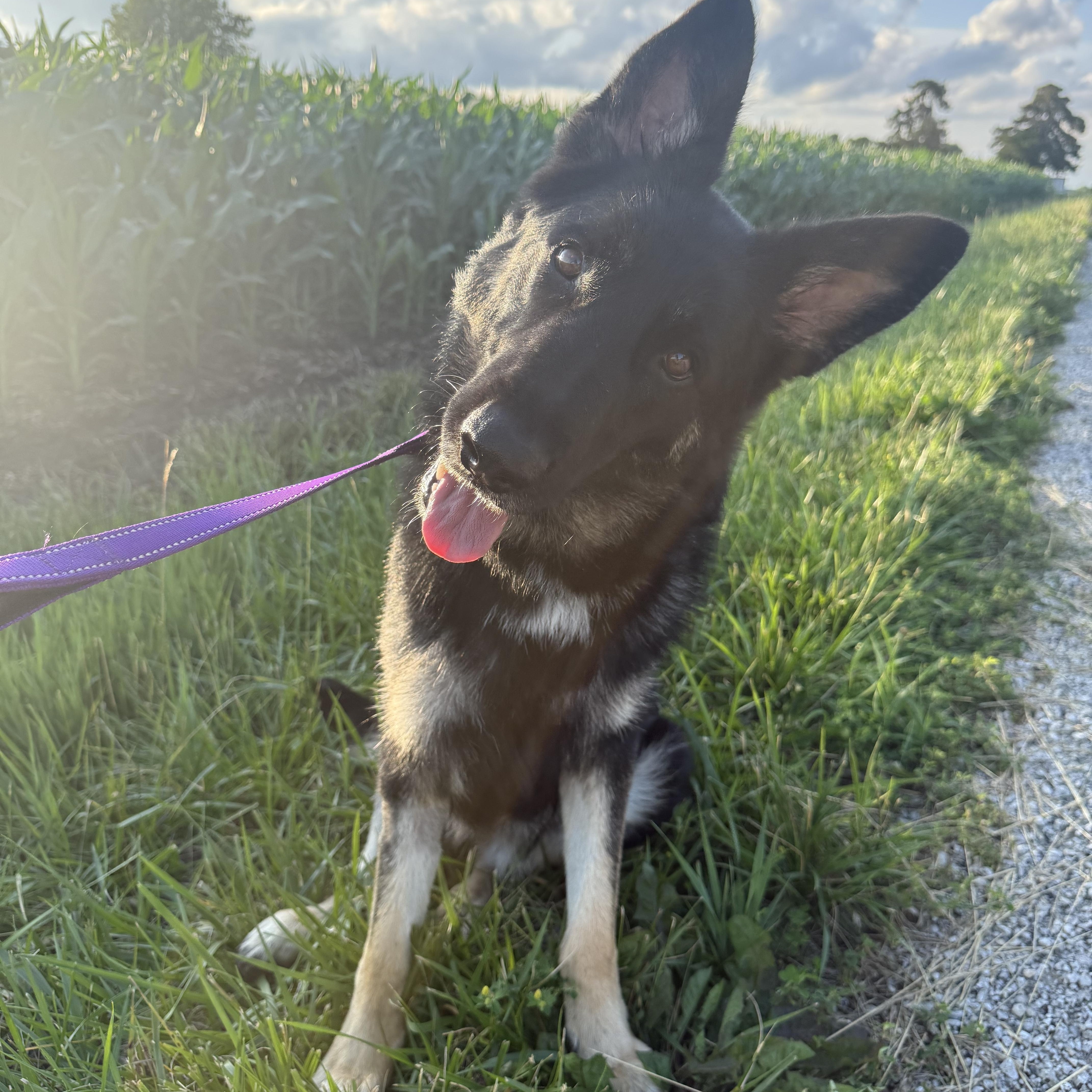 Enlarge Fendi, a ADOPTABLE German Shepherd Dog in Hiawatha, KS image 2/5