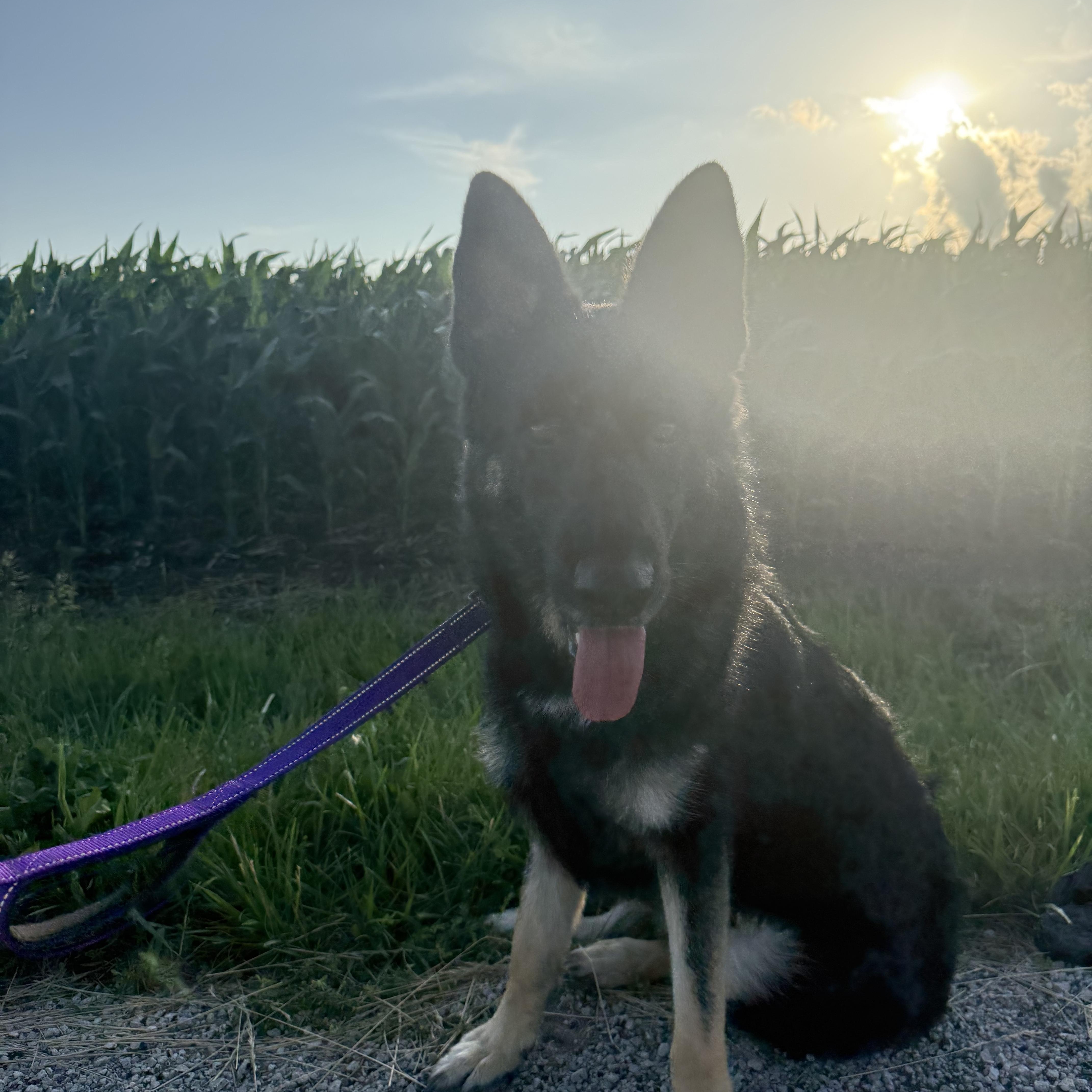 Enlarge Fendi, a ADOPTABLE German Shepherd Dog in Hiawatha, KS image 4/5