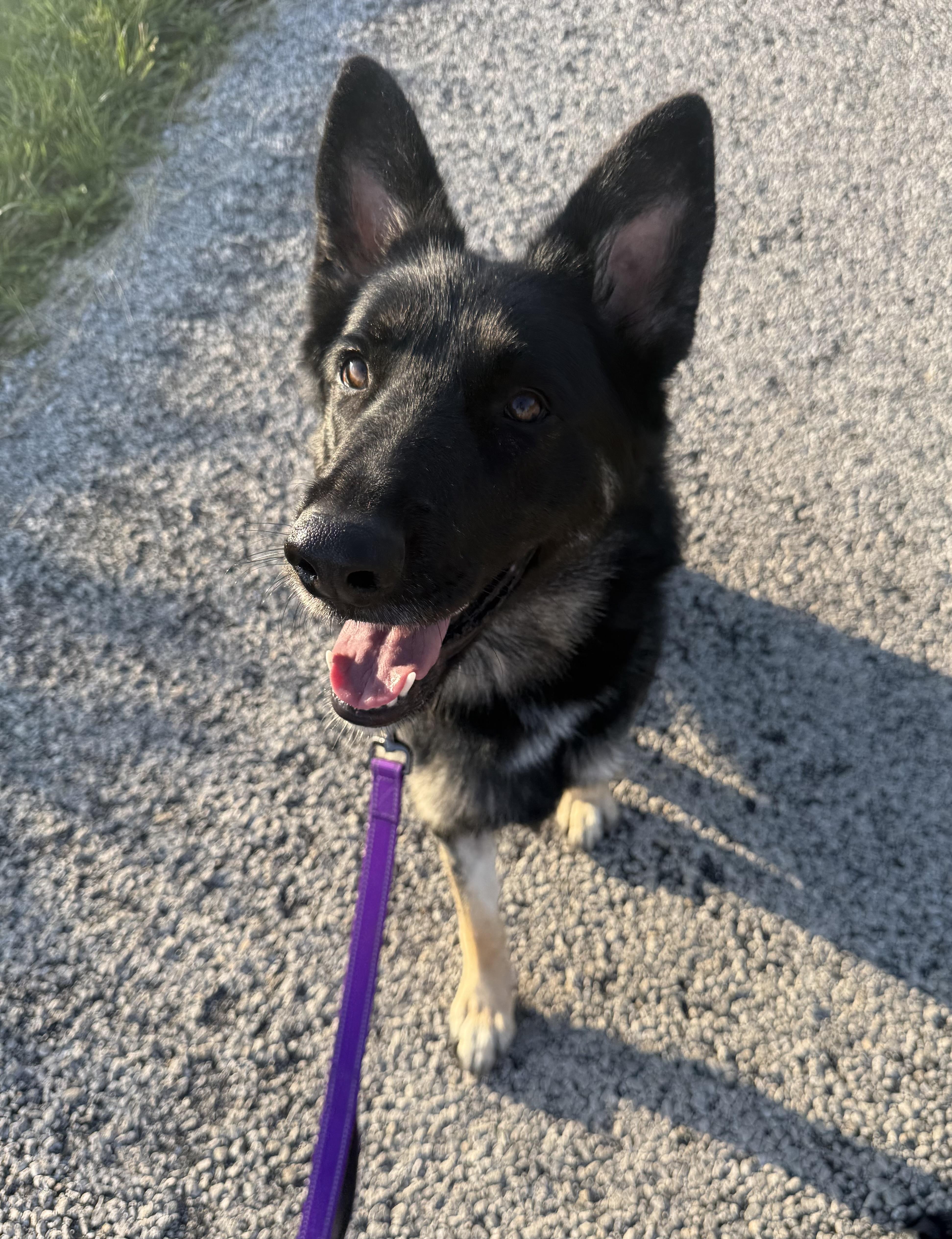 Enlarge Fendi, a ADOPTABLE German Shepherd Dog in Hiawatha, KS image 1/5
