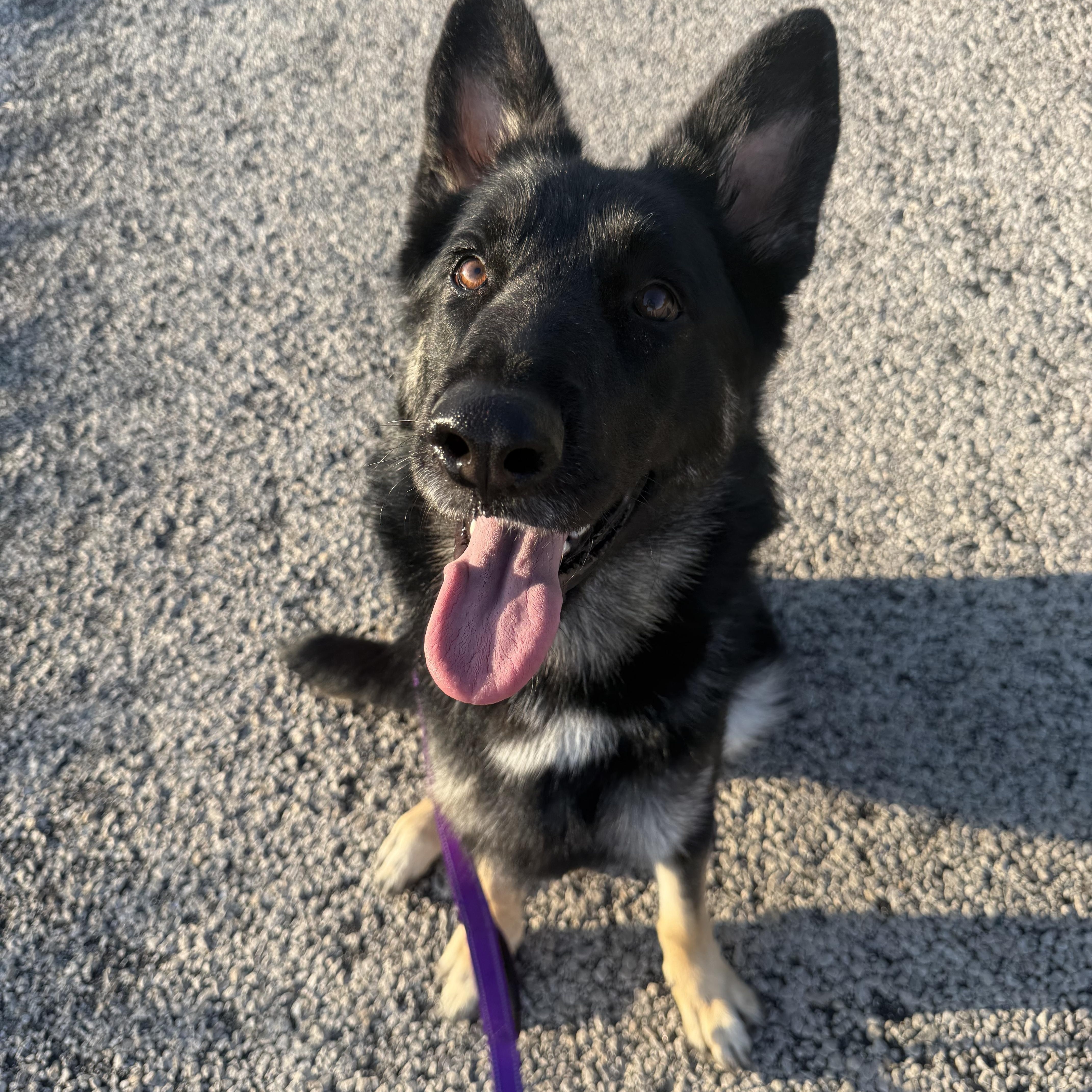 Enlarge Fendi, a ADOPTABLE German Shepherd Dog in Hiawatha, KS image 3/5