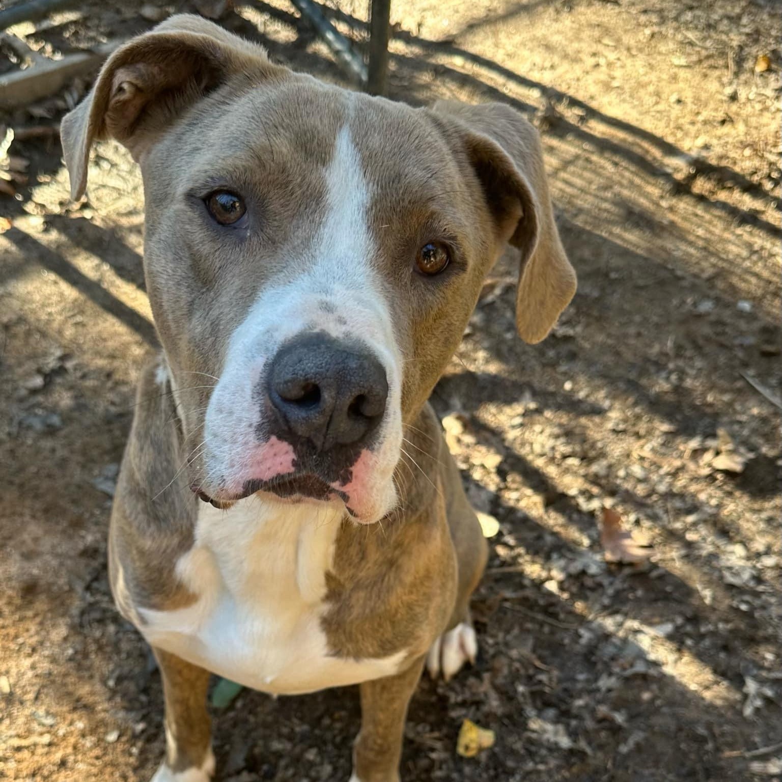 Ice, a Adoptable mixed breed in Roswell, GA image 5/5