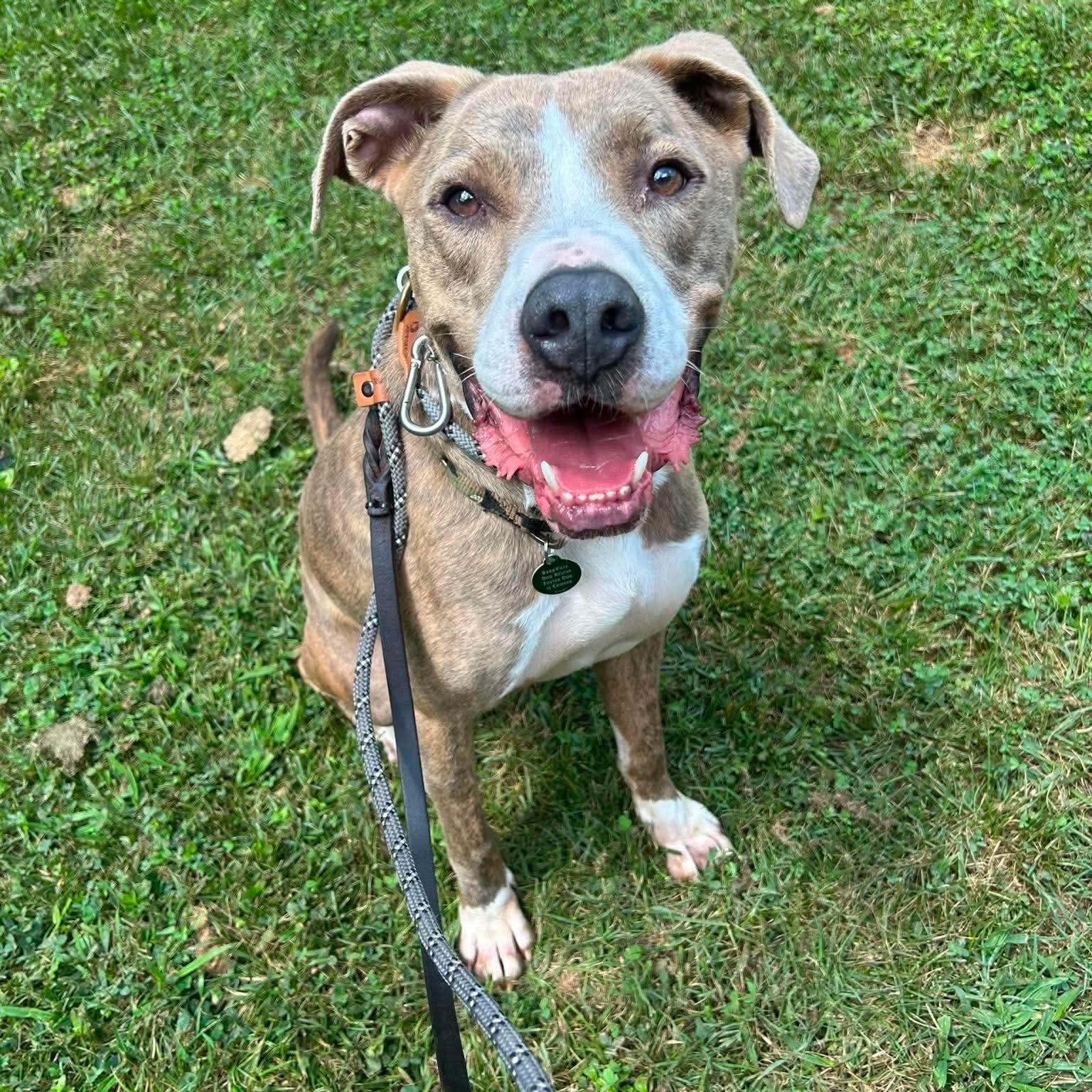Ice, a Adoptable mixed breed in Roswell, GA image 1/5