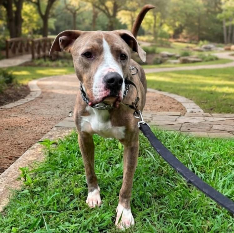 Ice, a Adoptable mixed breed in Roswell, GA image 3/5