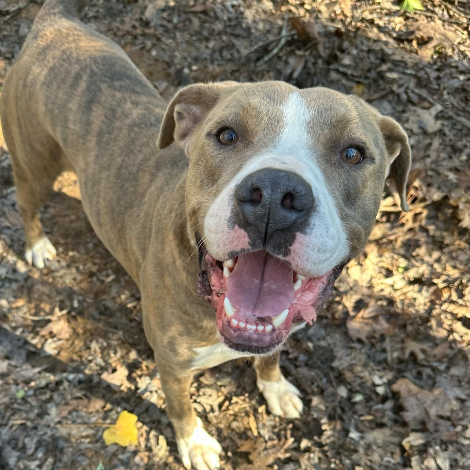 Ice, a Adoptable mixed breed in Roswell, GA image 2/5