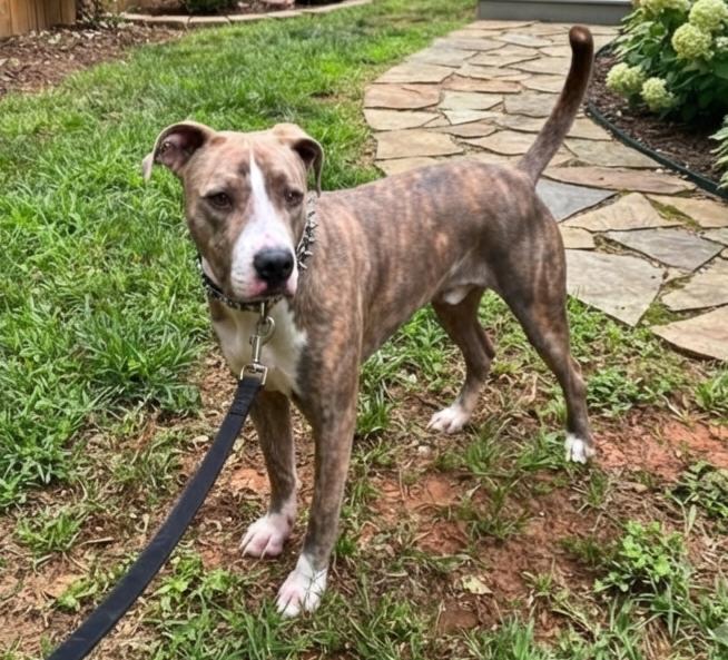 Ice, a Adoptable mixed breed in Roswell, GA image 4/5