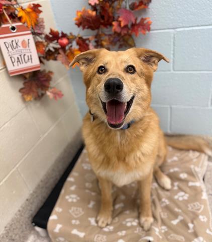 IROH, Adoptable, Adult Male Australian Shepherd & German Shepherd Dog.