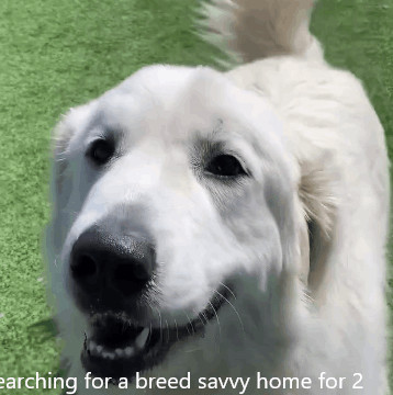 Pressley, Adoptable, Adult Male Great Pyrenees.