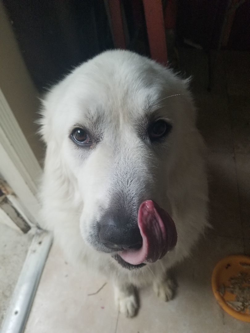 Pressley, a Adoptable Great Pyrenees in Claremont, NC image 2/4