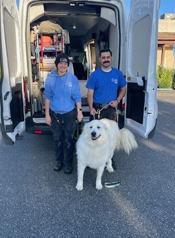 Pressley, a Adoptable Great Pyrenees in Claremont, NC image 3/4