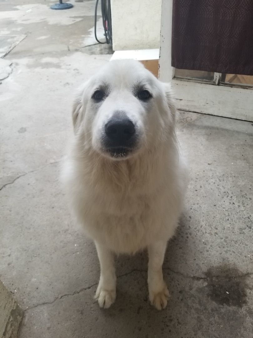 Pressley, a Adoptable Great Pyrenees in Claremont, NC image 4/4