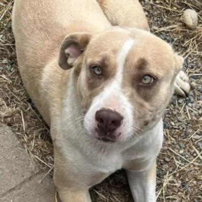 Gigi VanGogh, Adoptable, Young Female Labrador Retriever.