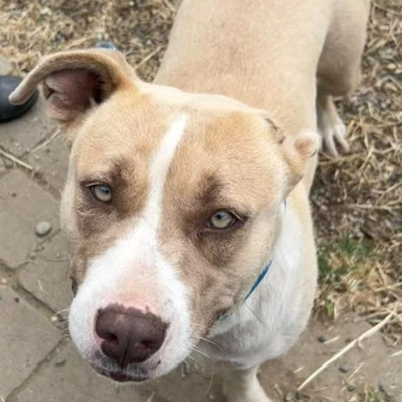 Enlarge Gigi VanGogh, a Adoptable Labrador Retriever in Lompoc, CA image 2/3