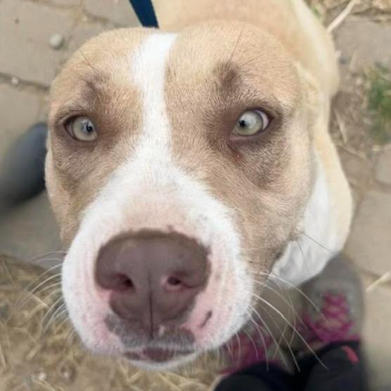 Enlarge Gigi VanGogh, a Adoptable Labrador Retriever in Lompoc, CA image 3/3