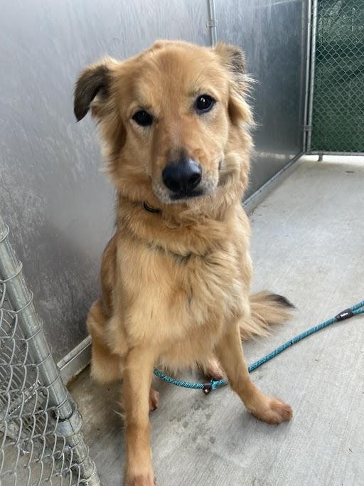 Melody, ADOPTABLE, Adult Female Chow Chow & Golden Retriever.