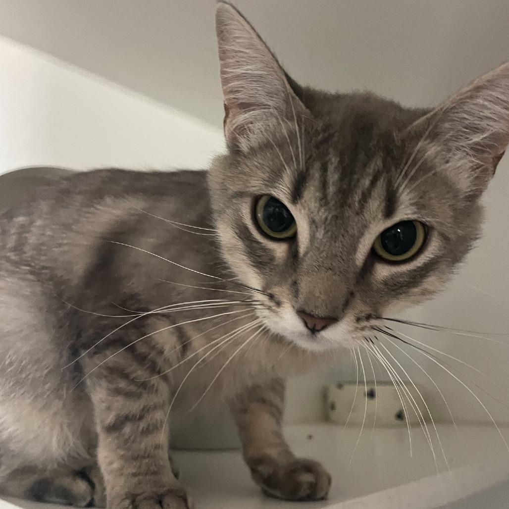 Pebbles, Adoptable, Young Female Domestic Short Hair.