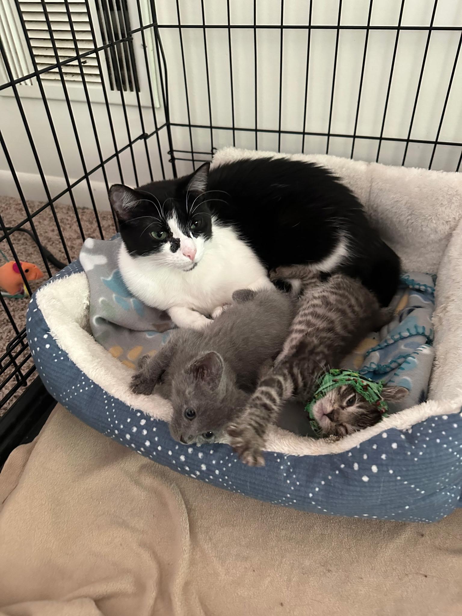 Midcentury, a Adopted mixed breed in Wadsworth, IL image 2/2