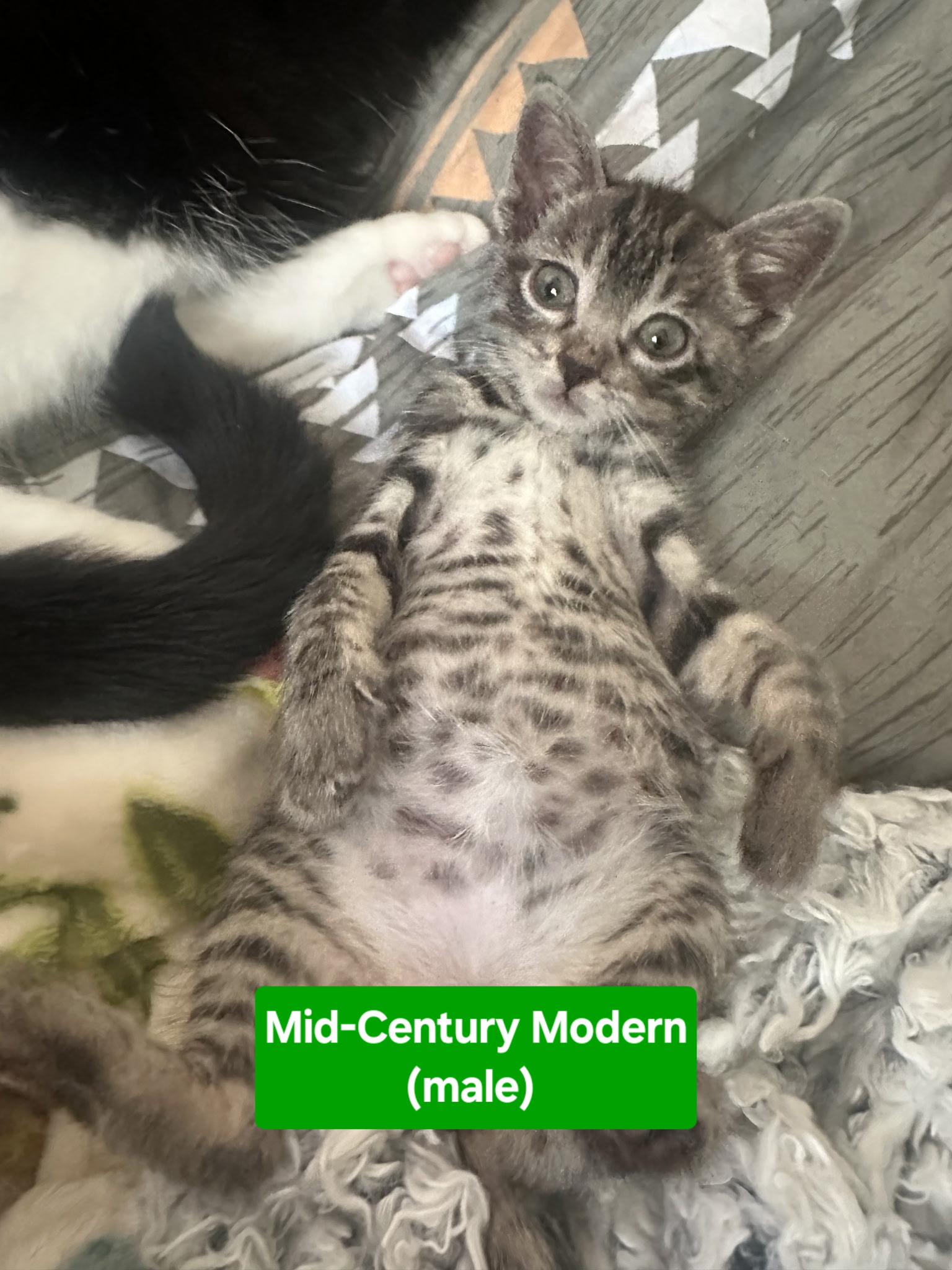 Midcentury, a Adopted mixed breed in Wadsworth, IL image 1/2