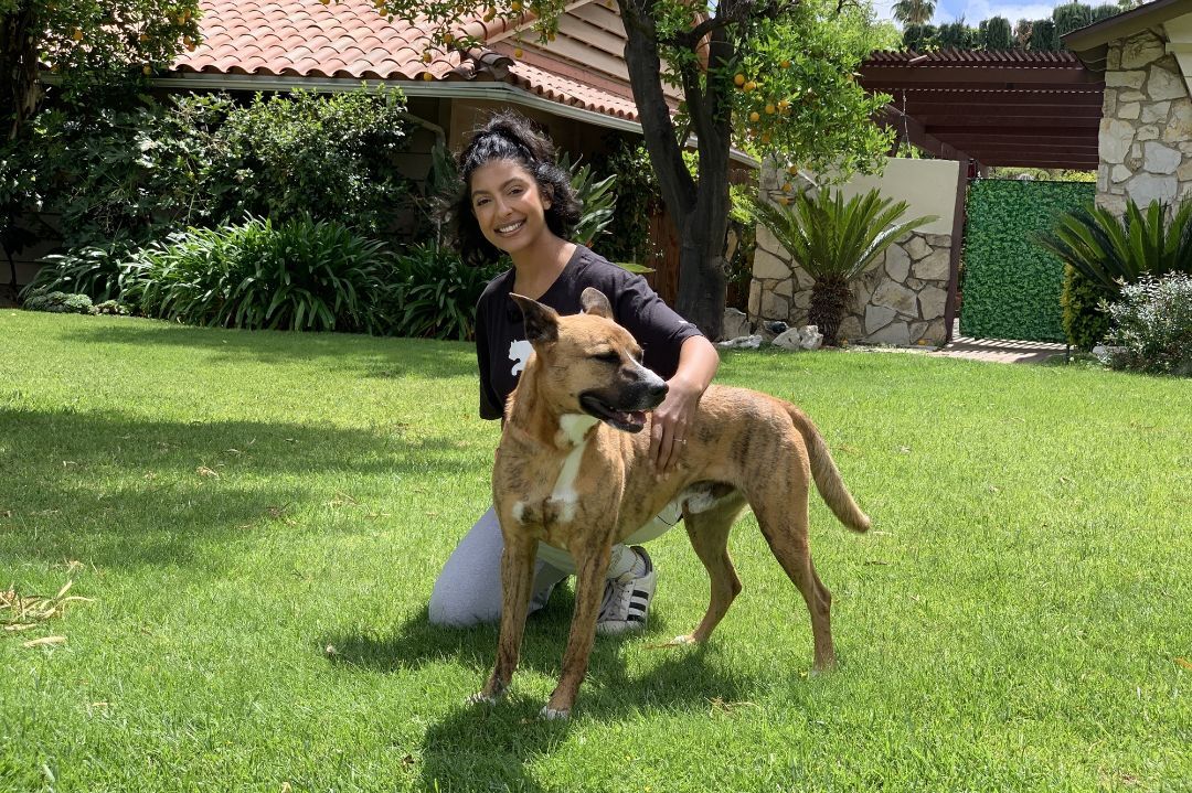 Enlarge Rocky, a Adoptable mixed breed in Woodland Hills, CA image 1/1