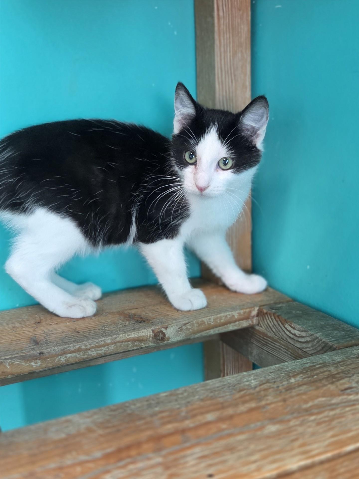 Enlarge Father Figure, a Adoptable Domestic Short Hair in Brookings, SD image 1/1