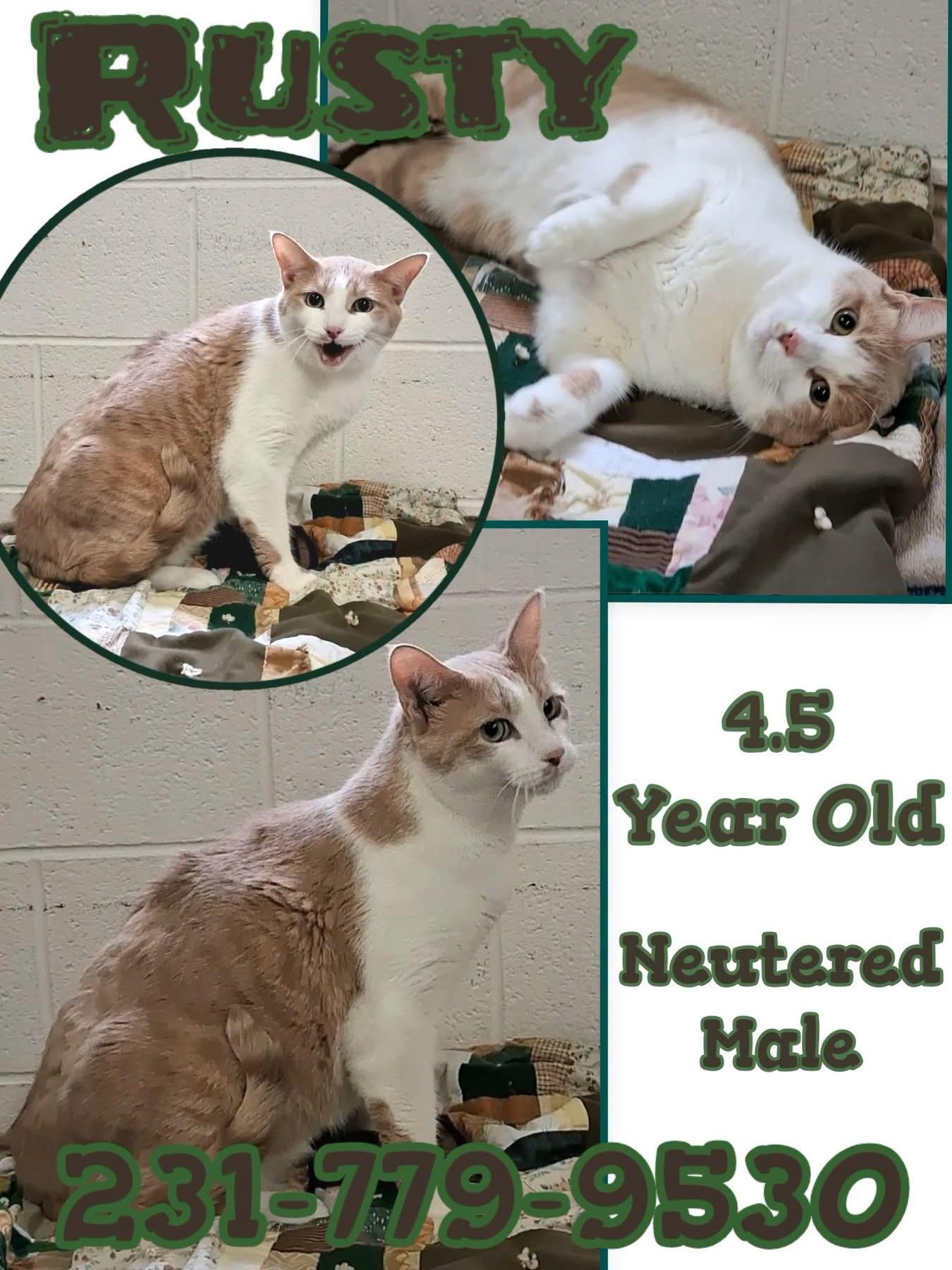 Enlarge RUSTY, a ADOPTABLE Domestic Short Hair in Cadillac, MI image 1/1