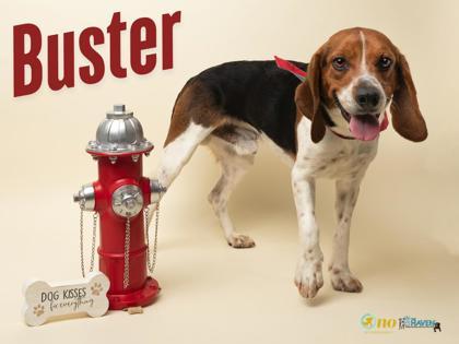 Buster, Adoptable, Adult Male Beagle & Mixed Breed.