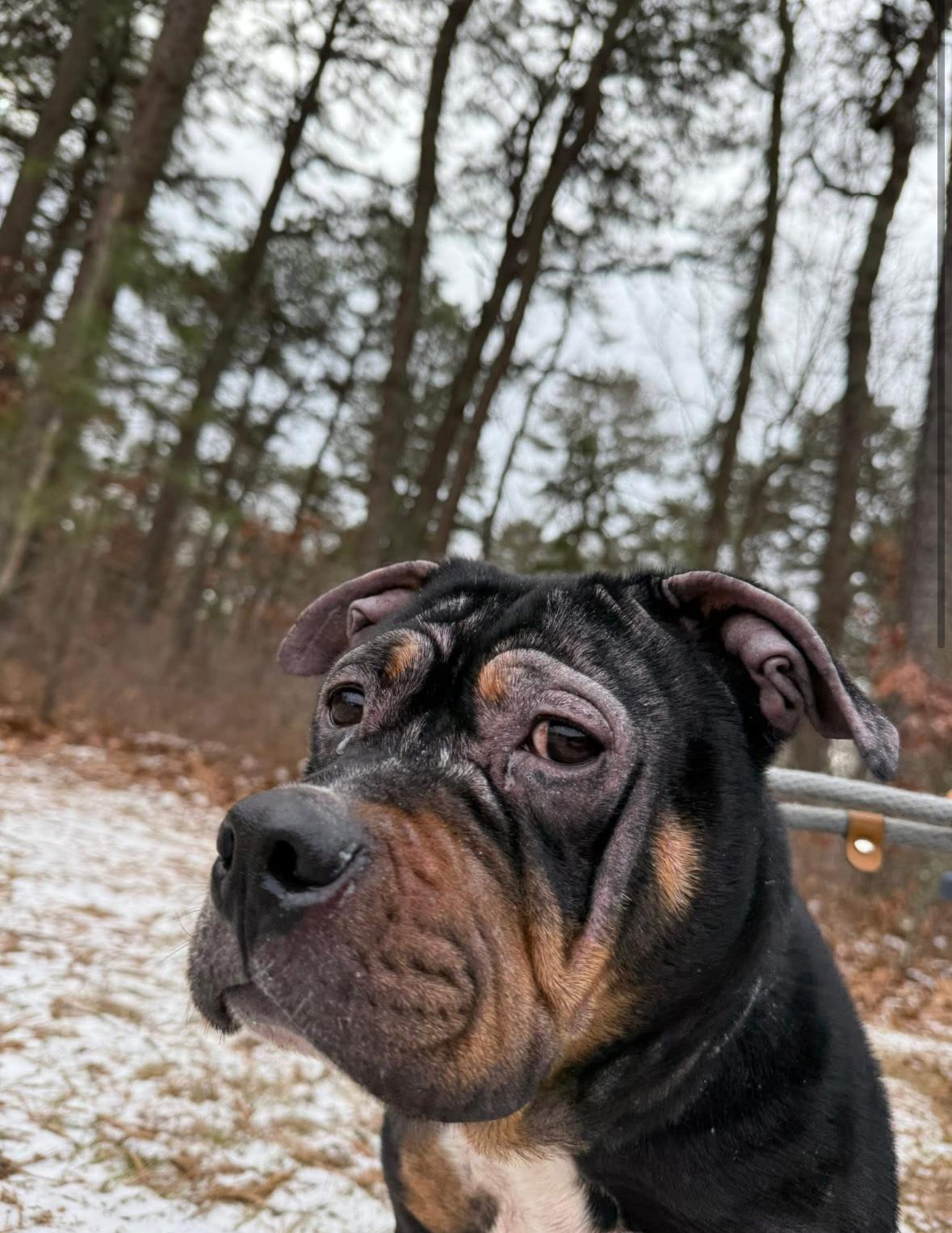 Enlarge Sibel, a ADOPTABLE mixed breed in Jackson , NJ image 3/4