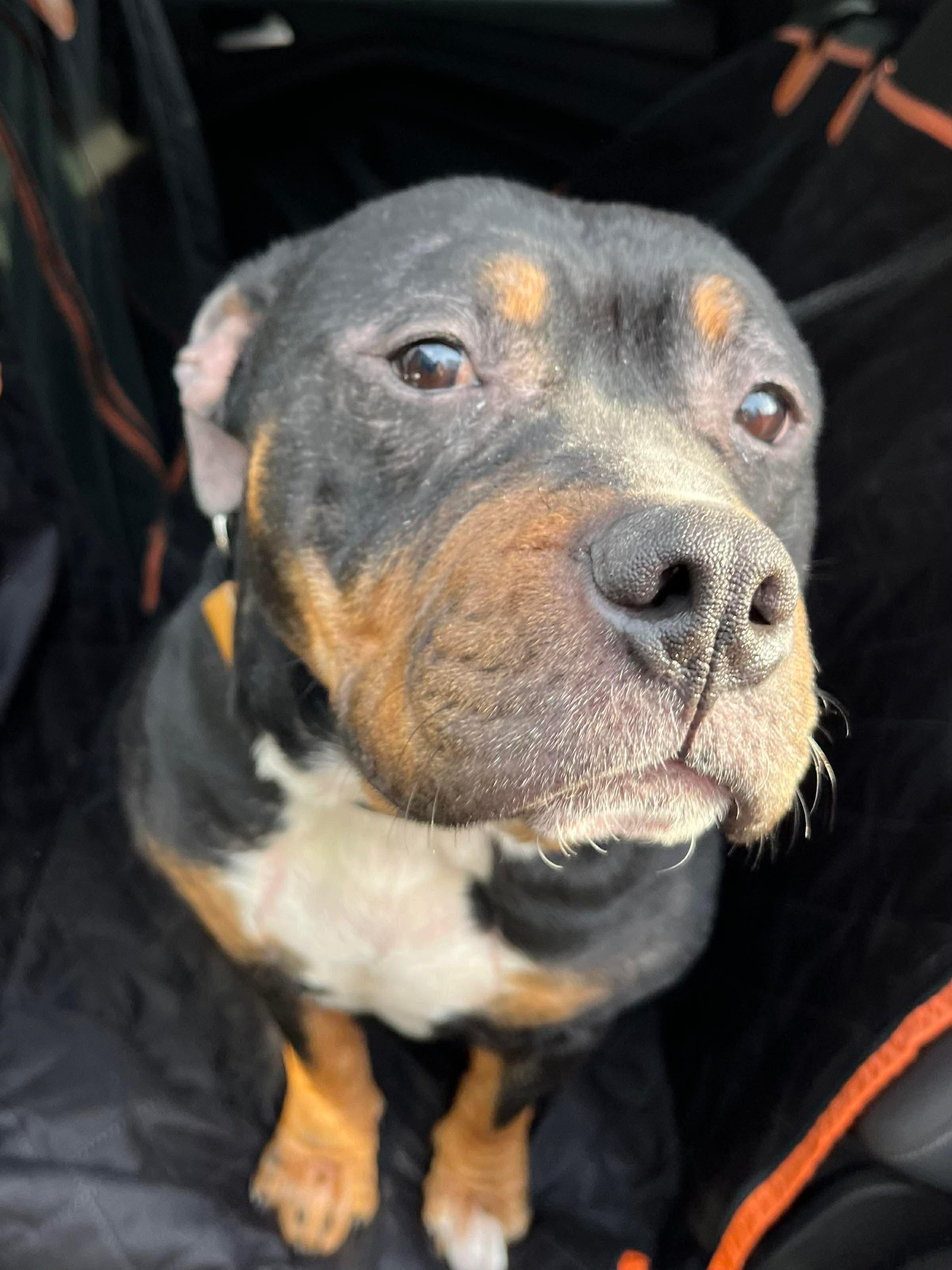 Enlarge Sibel, a ADOPTABLE mixed breed in Jackson , NJ image 1/4