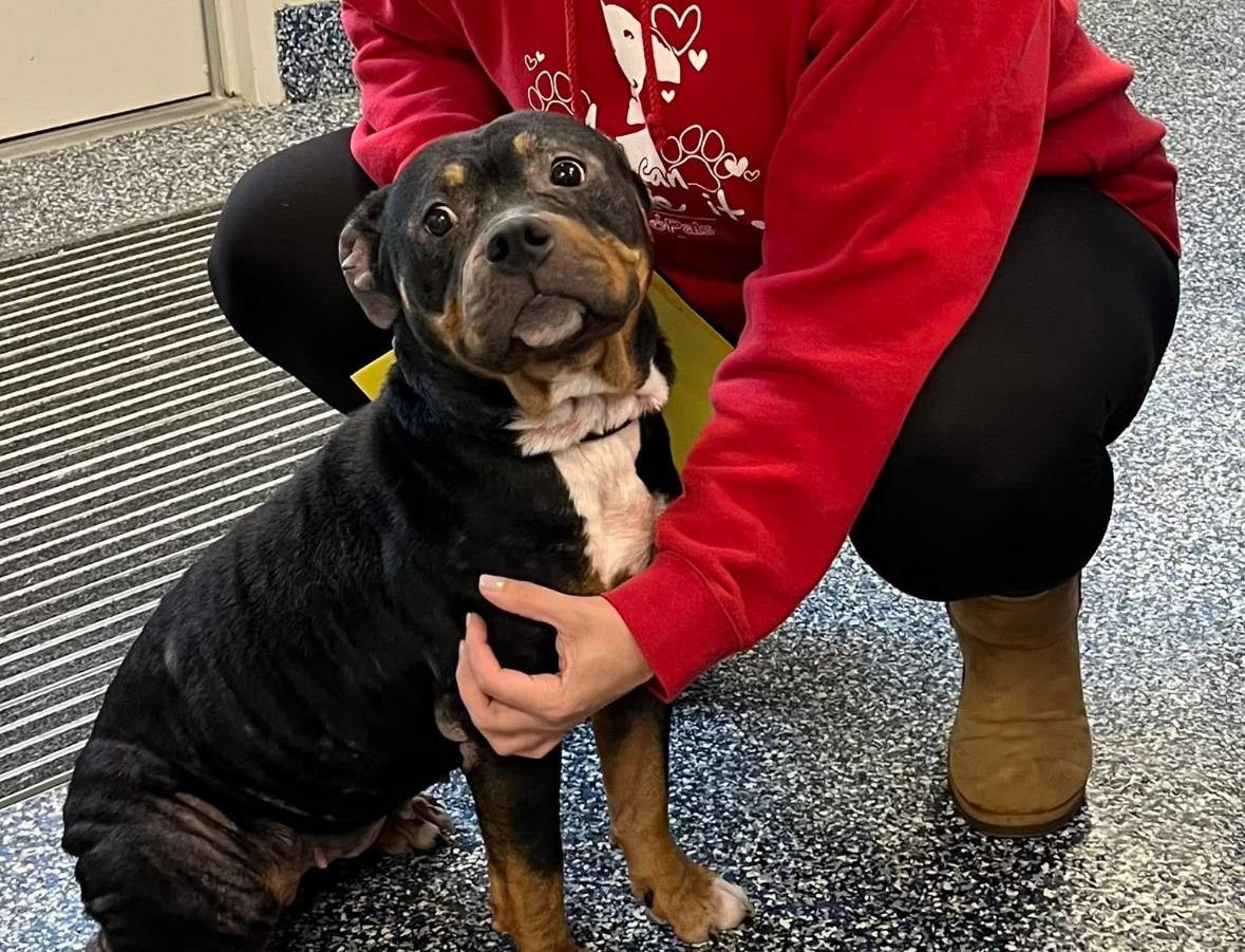 Enlarge Sibel, a ADOPTABLE mixed breed in Jackson , NJ image 4/4