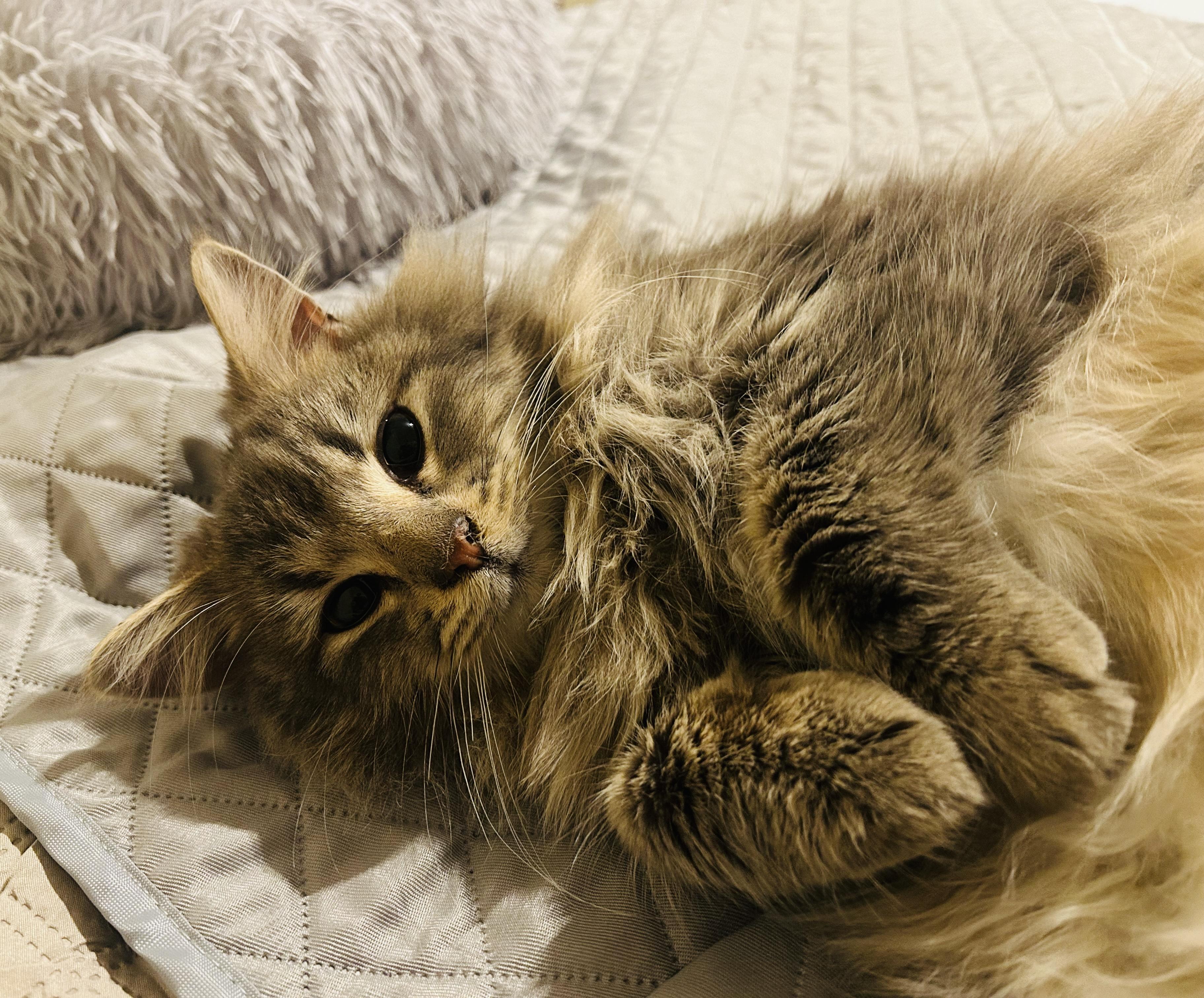 Enlarge Harry, an adopted Domestic Long Hair in St. Clair, MI image 3/3