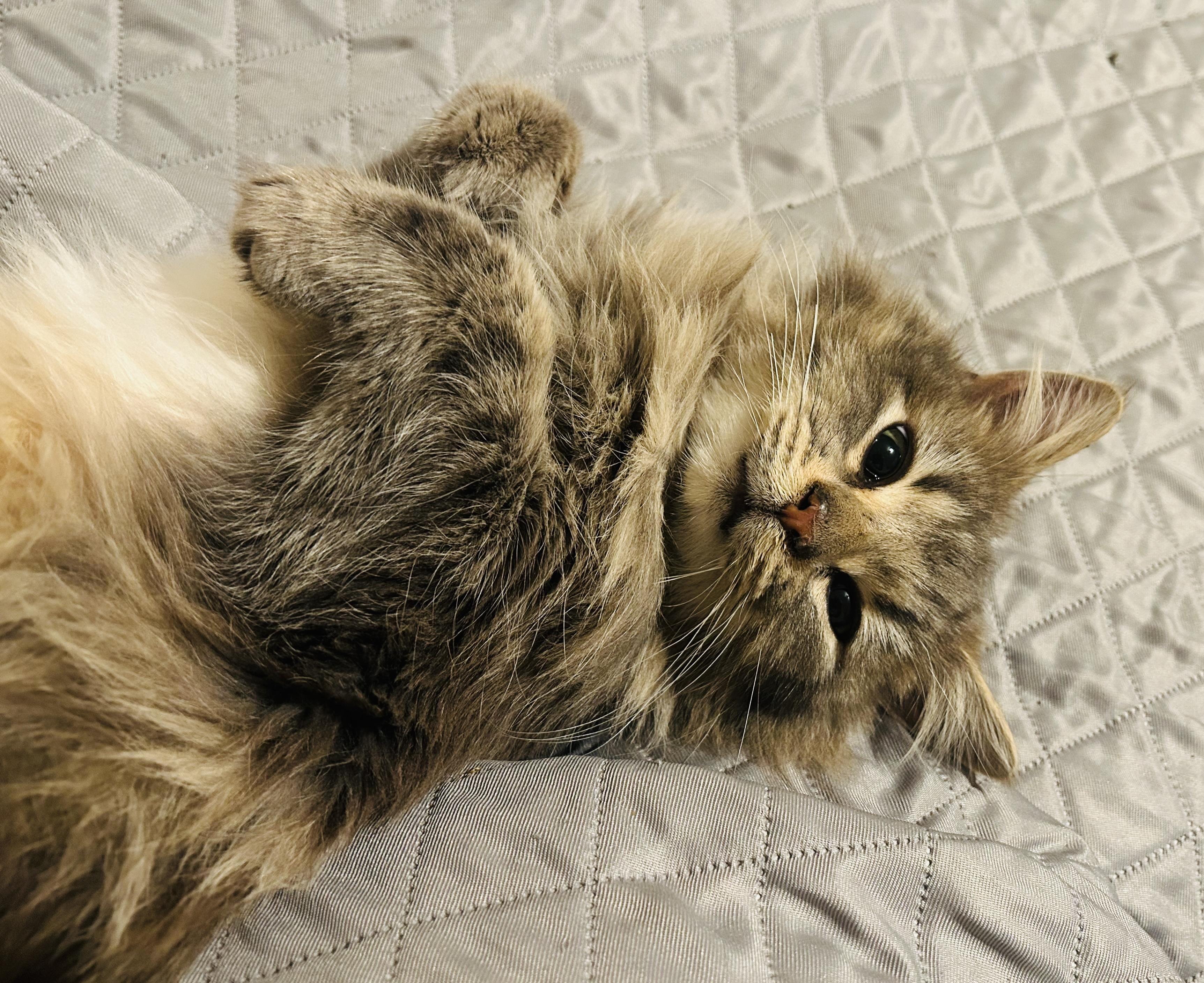 Enlarge Harry, an adopted Domestic Long Hair in St. Clair, MI image 2/3